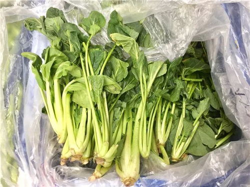 鮮城青島 薺菜3元/斤，春日挖野菜全攻略新鮮出爐